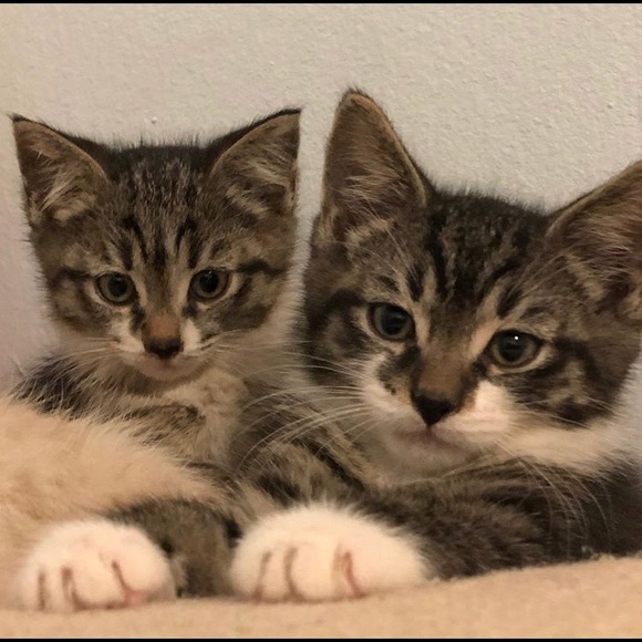 Meet your Posher, Liz - Picture 1 of 1